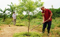 Một loại cây ngoại lai, xuất xứ Ấn Độ, bán được lá, quả, sau 13 năm ra gỗ quý, trồng thành công ở Quảng Trị