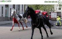 Hình ảnh báo chí 24h: Ngựa kỵ binh Anh sổng chuồng, làm loạn đường phố, nhiều người bị thương