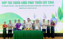Lai Châu: Than Uyên ký kết hợp tác chiến lược phát triển cây Chia
