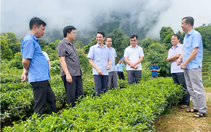 Than Uyên cần tập trung nâng cao chất lượng vùng nguyên liệu, nhất là vùng nguyên liệu chè