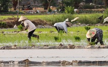 Đường nhựa trải tận ruộng, nông dân ngoại thành Hà Nội tất bật ra đồng cấy lúa bằng xe đạp điện