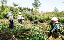 Triển vọng từ mô hình trồng cây dược liệu dây thìa canh