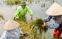 Người dân vùng rốn lũ Hà Nội ngâm mình dưới nước sâu cả mét cứu vớt lúa