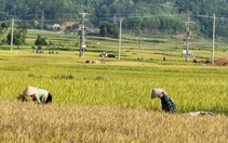 Nhiều chỉ tiêu kinh tế - xã hội của huyện Than Uyên đạt tiến độ kế hoạch đề ra