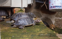 62 con rùa quý hiếm được đưa từ chùa về trạm cứu hộ