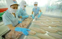 Canada là nước nhập khẩu cá tra lớn thứ 2 của Việt Nam trong khối CPTPP