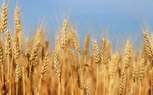 Cảnh báo nguồn cung lúa mì toàn cầu trong kho dự trữ chỉ còn duy trì trong 10 tuần