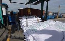 Giá gạo Ấn Độ giảm khi các thương nhân mua gạo Việt Nam