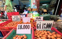 Vì sao có hiện tượng người chăn nuôi phải tiêu hủy gà con?
