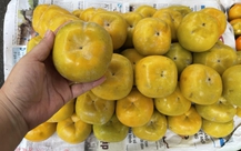 Hồng giòn trong nước được ưa chuộng