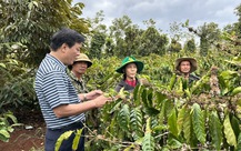 Nông dân canh tác cà phê tại Tây Nguyên được trao bảo hiểm Sức khỏe toàn diện
