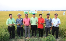 Hợp tác ba bên, giúp người trồng lúa nâng cao thu nhập