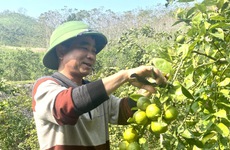 Choáng ngợp vườn chanh bông tím cho 80 tấn quả mỗi năm của lão nông Bắc Kạn