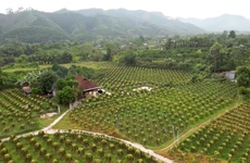 Trồng thanh long ruột đỏ trên trụ xi măng, người nông dân Hà Giang kiếm tiền tỷ