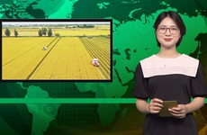 Bản tin Dân Việt Nóng 20/3: Sắp trình Chính phủ đề án 1 triệu hecta lúa ở ĐBSCL