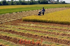 3 trường hợp không được sang tên Sổ đỏ đất trồng lúa năm 2020