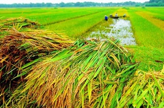 Giá nông sản hôm nay: Cà phê, hồ tiêu điều chỉnh giảm trong khi giá lợn hơi đồng loạt tăng