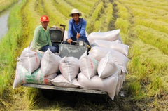 Giá nông sản hôm nay (17/12): Giá lúa gạo ổn định ở mức cao, cà phê đồng loạt tăng 100 - 200 đồng/kg