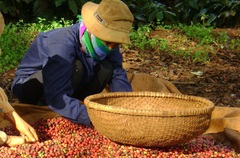 Giá nông sản hôm nay (18/12): Hà Nội đứng đầu về giá lợn hơi, cà phê tăng ở nhiều vùng trọng điểm