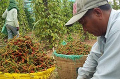 Giá nông sản hôm nay (24/12): Gần Tết giá lợn hơi vẫn tiếp tục tăng mạnh, tiêu theo đà đi xuống