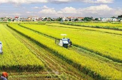 Miễn thuế đất nông nghiệp: Không thể miễn giảm tràn lan