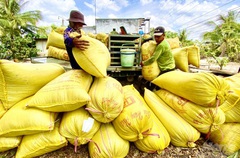 Giá nông sản hôm nay (14/1): Gạo khẳng định giá trị cao trên thị trường quốc tế, lợn hơi vẫn tăng từng ngày