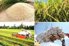 Giá nông sản hôm nay (15/1): Lợn hơi lên mức cao nhất 86.000 đồng/kg, lúa gạo ổn định