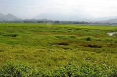 Đà Nẵng: Giá đất nông nghiệp "lao dốc" chỉ vài trăm ngàn/m2