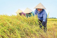 Giá nông sản hôm nay (22/1): Giá lúa gạo, hồ tiêu đi ngang, lợn hơi chưa hạ nhiệt