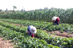 Quảng Ninh: Giá đất nông nghiệp qua "cơn sốt", đang giảm sâu