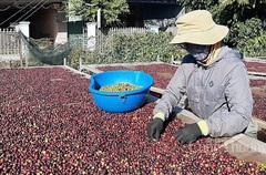 Giá nông sản hôm nay (3/1): Lợn hơi tăng mạnh trong tuần, cà phê và tiêu vẫn tăng - giảm trong biên độ hẹp