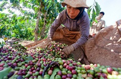 Giá nông sản hôm nay 9/2: Lợn hơi rớt giá sâu, cà phê đi ngang