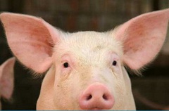 Công ty thịt lợn Dabaco có thể đạt lợi nhuận gần 1.000 tỷ đồng
