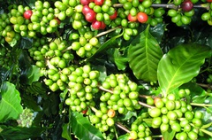 Giá nông sản hôm nay 4/5: Giá tiêu trong nước đi ngang, cà phê Arabica giảm nhẹ