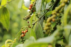 Giá nông sản hôm nay 21/11: Giá tiêu tuần thứ 3 liên tiếp giảm; cà phê Arabica bứt tốc