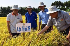 Lộc Trời (LTG) đặt kế hoạch lợi nhuận năm 2021 lên 400 tỷ đồng