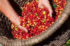 Giá nông sản hôm nay (14/6): Giá tiêu xuất khẩu tăng mạnh, cà phê đi ngang