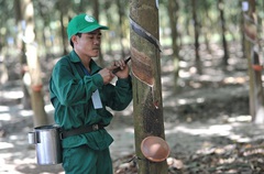 Tập đoàn Cao su Việt Nam (GVR): Lãi đậm, tăng 126% nhờ giá bán sản phẩm mủ cao su và gỗ