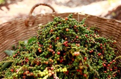Giá nông sản hôm nay (30/7): Giá tiêu nối dài đà giảm, cà phê cao nhất 37.800 đồng/kg