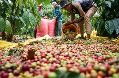 Giá nông sản hôm nay 10/8: Giá tiêu lên mốc 77.500 đồng/kg; cà phê đồng loạt tăng