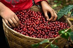 Giá nông sản hôm nay 25/8: Cà phê vượt mốc 39.000 đồng/kg; giá tiêu ổn định
