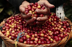 Giá nông sản hôm nay 18/9: Giá tiêu cao nhất 80.500 đồng/kg, nguồn cung cà phê toàn cầu bị thắt chặt