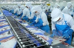 Doanh thu xuất khẩu tháng 12 của "nữ hoàng cá tra" Vĩnh Hoàn (VHC) tăng 66%