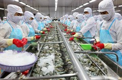 Thủy sản Minh Phú (MPC) mẹ: Quý III/2022 lãi giảm gần 15% so với cùng kỳ