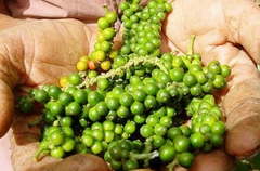 Giá nông sản hôm nay 10/2: Tiêu tăng phiên thứ 2 liên tiếp; cà phê Arabica lên mức cao nhất 10 năm