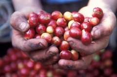 Giá nông sản hôm nay 1/3: Tiêu đi ngang, cà phê giảm mạnh, heo hơi rớt 2.000 đồng/kg ở nhiều nơi