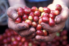 Giá nông sản hôm nay 26/3: Tiêu và heo hơi chững giá; Cà phê Robusta lấy được đà tăng nhẹ