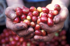 Giá nông sản hôm nay 8/3: Heo hơi giảm nhẹ 1.000 đồng/kg; cà phê dự báo biến động mạnh trên 2 sàn