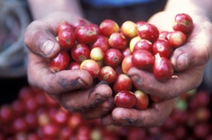 Giá nông sản hôm nay 14/4: Hồ tiêu tiếp đà tăng thêm 500 đồng/kg; cà phê vẫn đi xuống