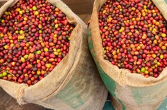 Giá nông sản hôm nay 28/5: Tiêu tăng 1.000 đồng/kg sau chuỗi ngày lao dốc; cà phê biến động trái chiều